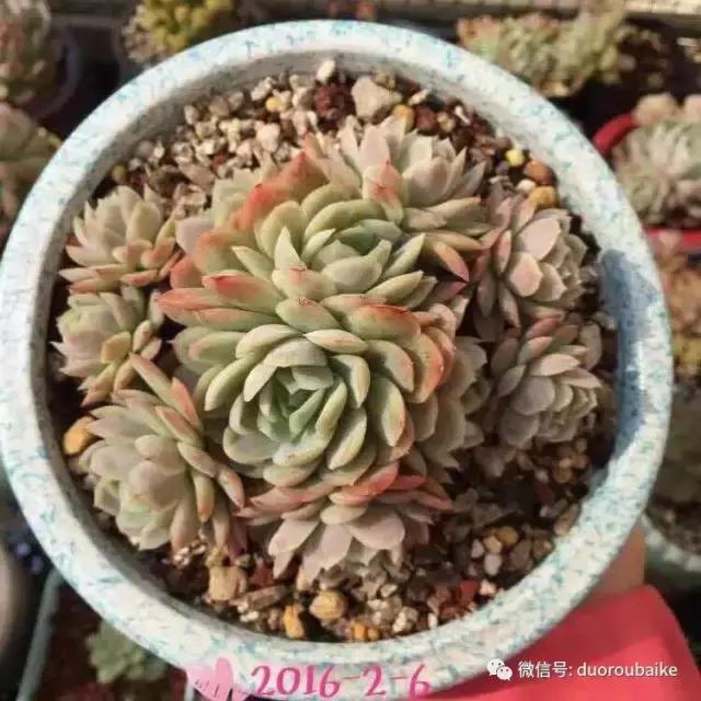一株多肉治愈整个人心,一棵多肉的逆袭