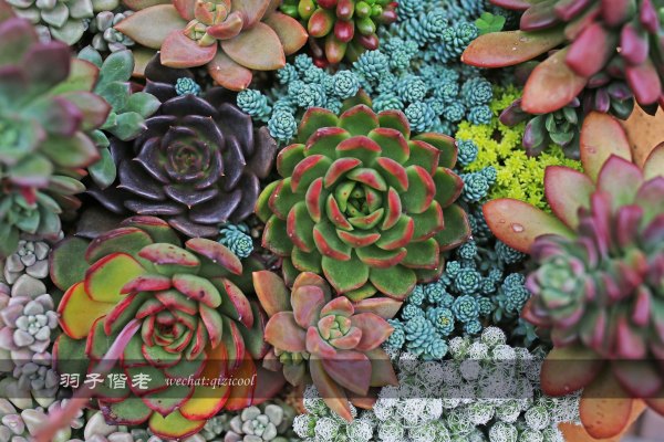 居于涟岸隐于湖,到肇庆体验离尘不离城的精致慢生活