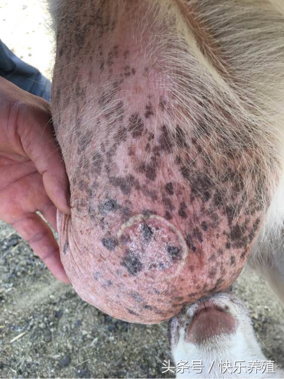 小羊嘴巴烂了该用什么药,小羊烂嘴病的治疗方法