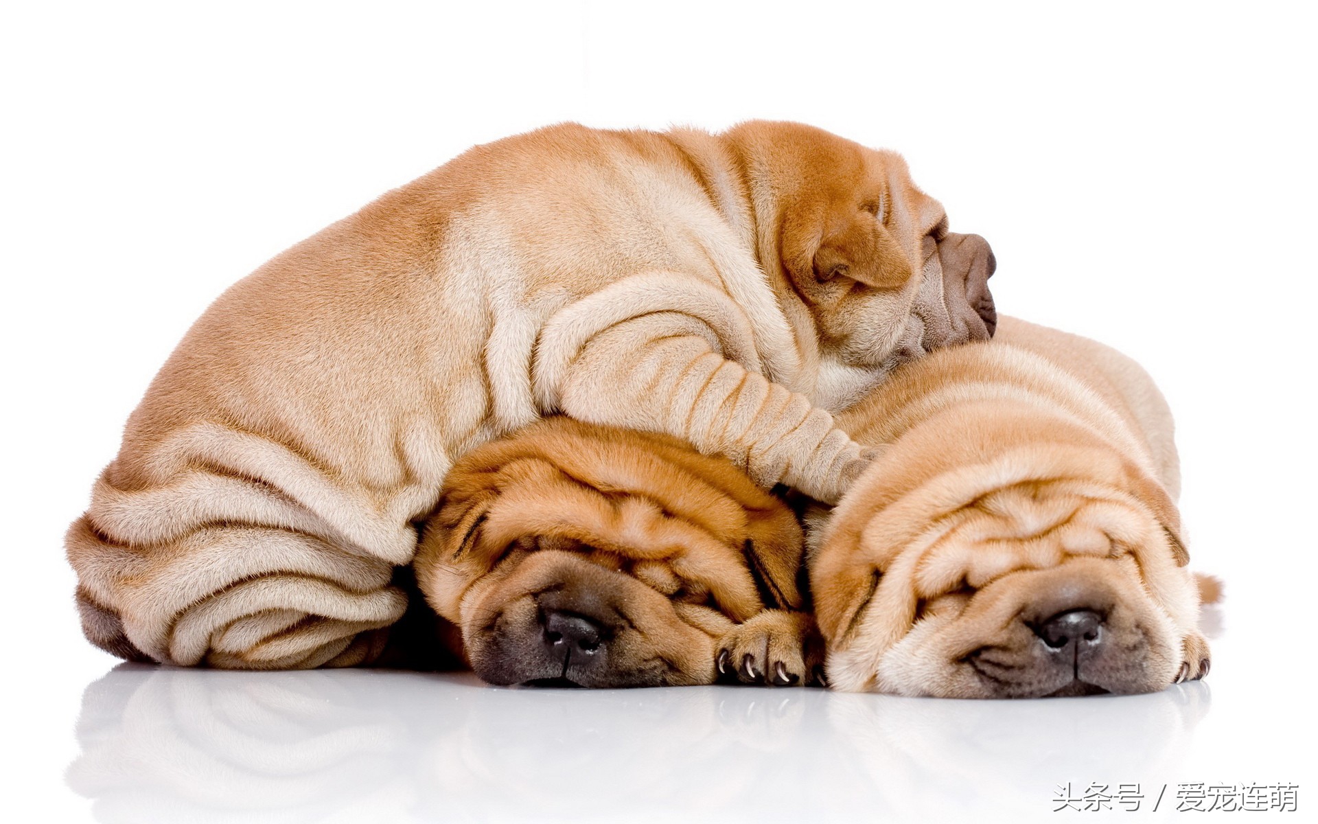 沙皮狗训练方法全集,沙皮怎么训练