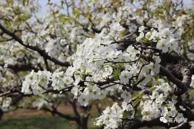 择一片花海，定三生情缘