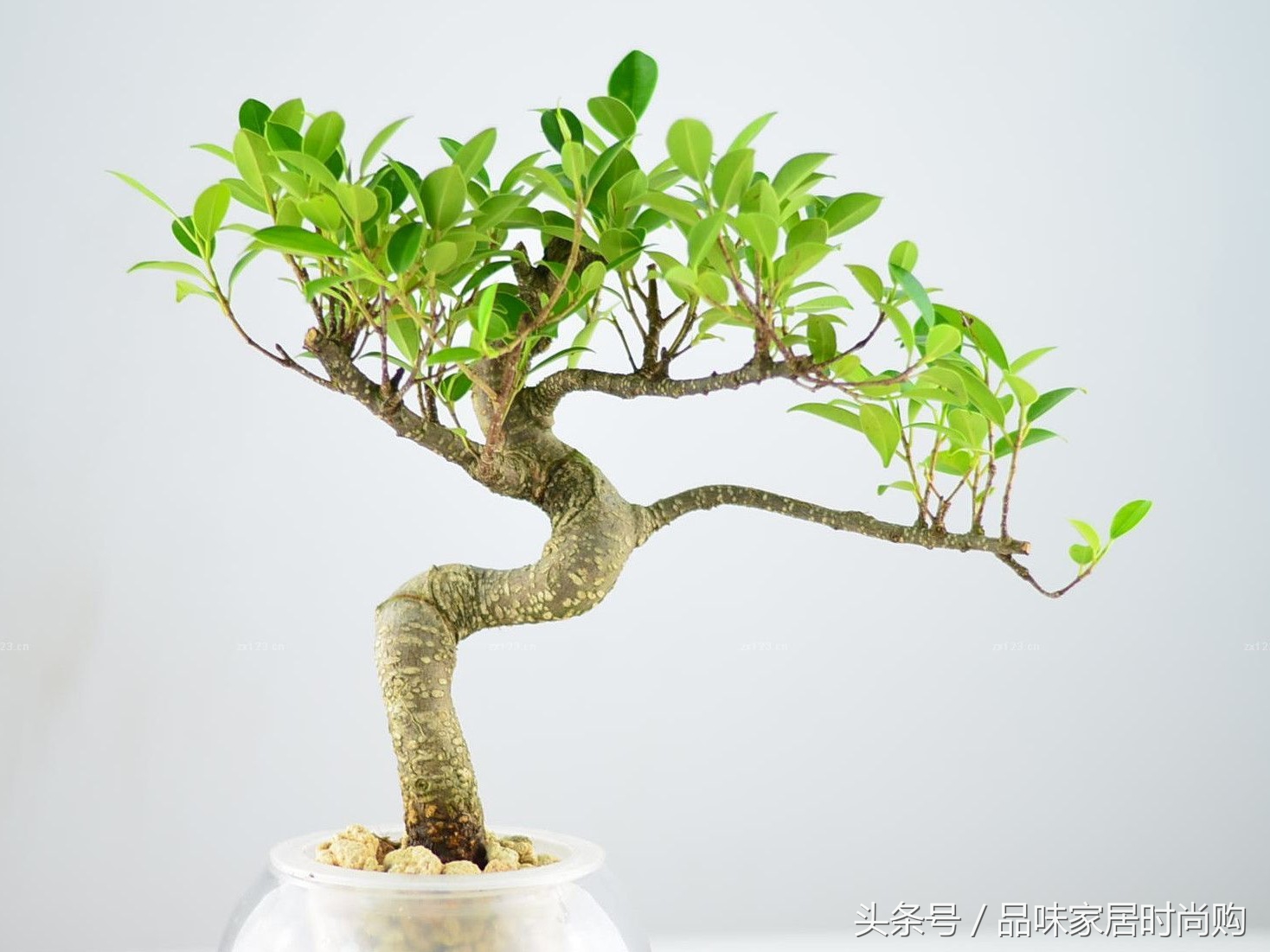 遗憾没有阳光?背阴阳台也能打造幽静绿色花园