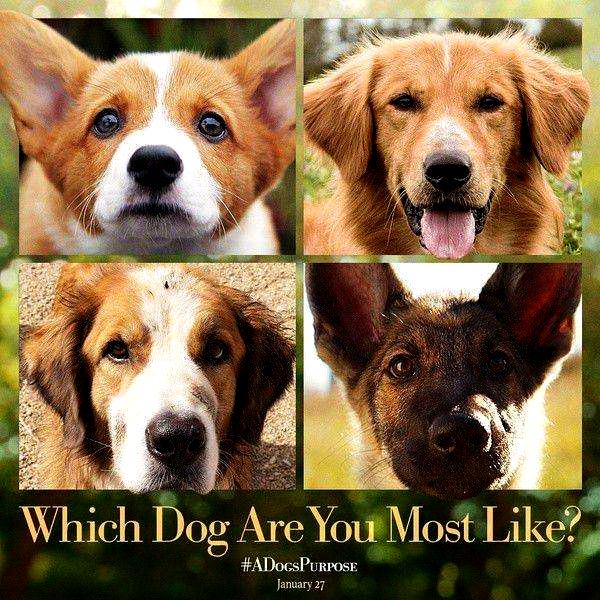 一条狗的一生感受,一条狗的使命带给你对宠物的感受