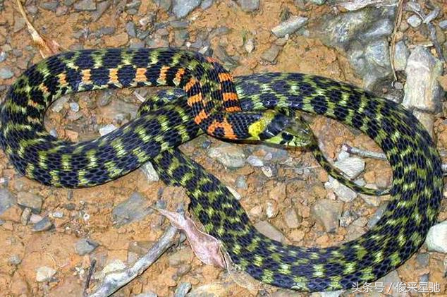 盘点我国毒蛇种类,盘点毒蛇最多的几个国家