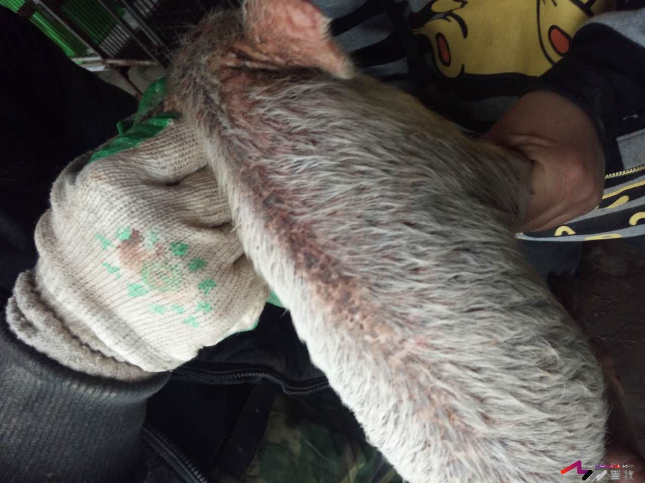 仔猪遇着这种“皮肤病”该如何处理？-健康管理论坛-聊天全记录