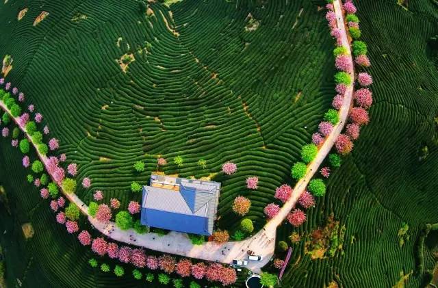 漳平茶山樱花,漳平樱花园景点