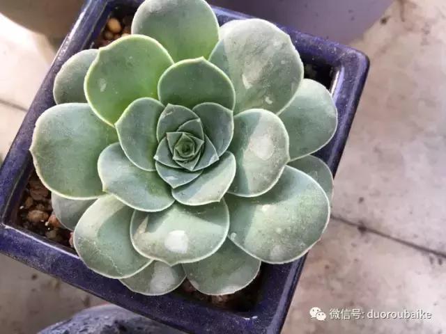 吾家有女初长成全文小说,吾家有女初长成小说精彩阅读