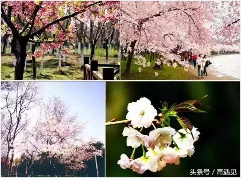 樱花季攻略,樱花季攻略赤丸