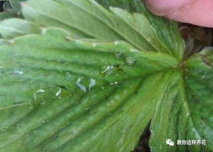 这几种虫子都不知道，怎么能养好花？