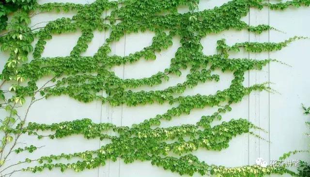 相似的花儿又来了,今天我们来认识它们