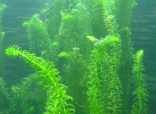 高温伊乐藻浮起来了怎么办,伊乐藻不发棵怎么处理