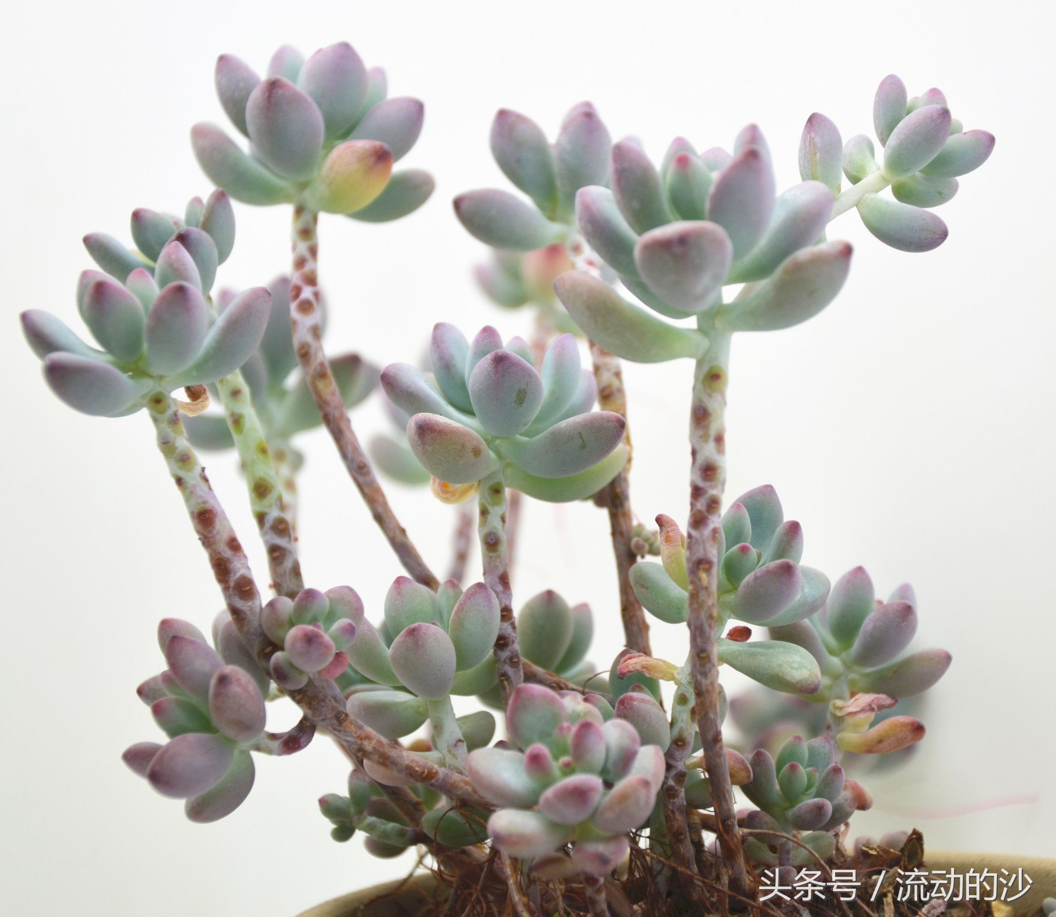 澶氳倝姹ゅ,澶氳倝妞嶇墿姹ゅ