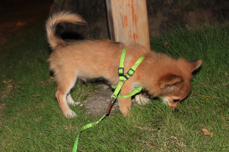 廉颇未老原唱完整版,廉颇未老完整版