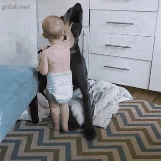 陪伴我十二年的狗狗也渐渐老去,狗狗渐渐老去