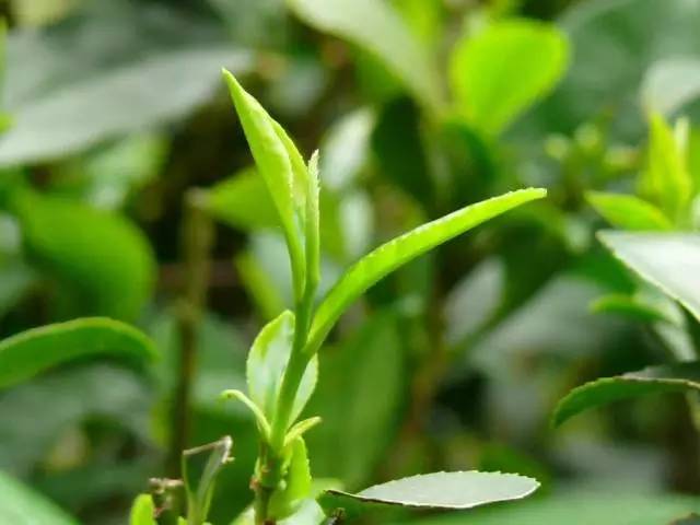 茶友台湾,茶友推荐陈皮茶叶