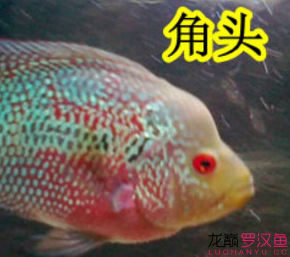 罗汉鱼饲养术语,罗汉鱼饲养法图解