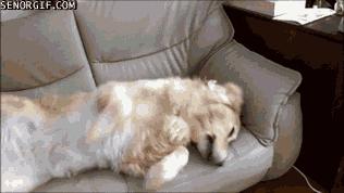 陪伴我十二年的狗狗也渐渐老去,狗狗渐渐老去