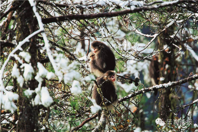 云南省什么地方风景区最好,云南生态环境最好的地方