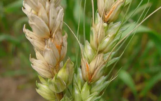 小麦赤霉病爆发,小麦赤霉病从哪里开始发生