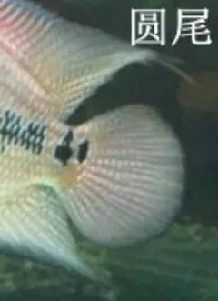 罗汉鱼饲养术语,罗汉鱼饲养法图解