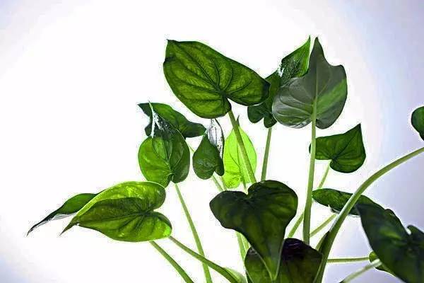 家有萌宠专治各种动物,家有萌宠专治什么病