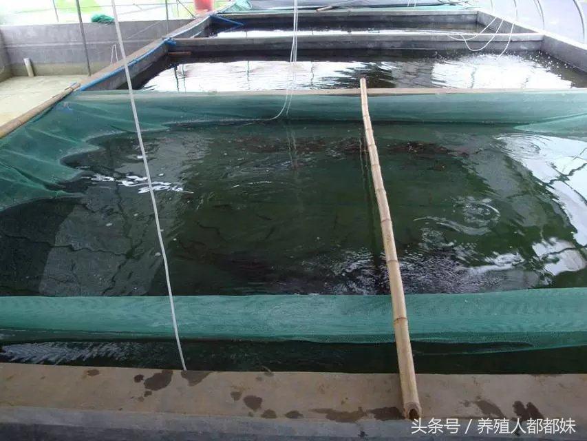 泥鳅养殖创业,泥鳅养殖加盟项目有哪些