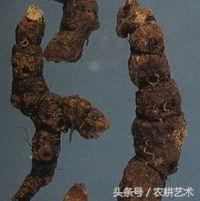 袖珍中草药彩色图谱,中草药图谱大全视频