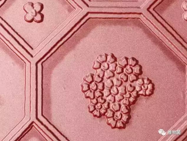 公认最好用的彩妆盘,比较实用的化妆盘