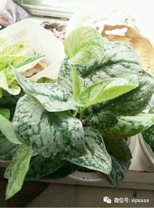 绿萝叶子黄了什么原因造成的,绿萝的叶子会变黄的原因