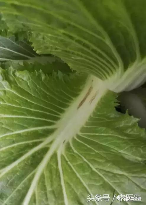 白菜被虫子咬怎么治,新种的白菜被虫咬怎么办
