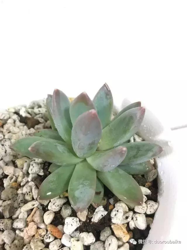 日本最好的多肉大棚,走进日本北海道