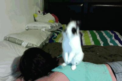 小兔砸月亮,小兔砸崽子