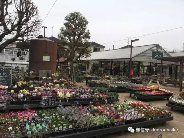 日本最好的多肉大棚,走进日本北海道