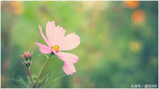 它是天然的润喉食物,春季养血润燥的食物
