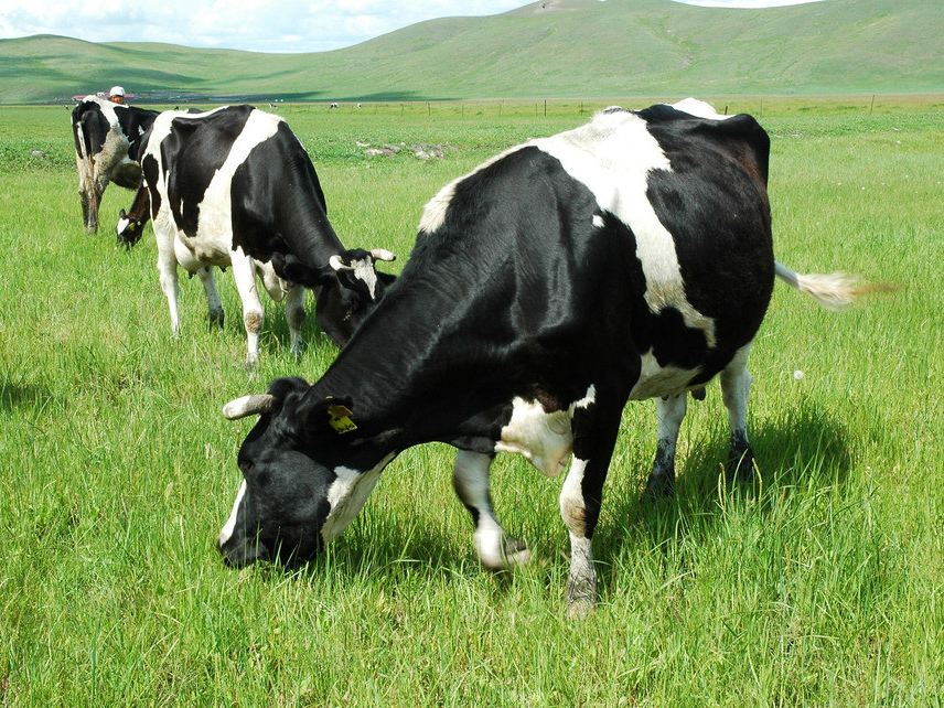 小牛喂鲸鱼奶,一天增重近两百斤!这些冷姿势,简直亮瞎眼