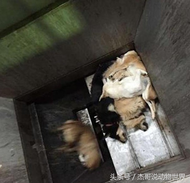 韩国人用气体将狗狗安乐死，死的这么痛苦请问是安乐死吗？