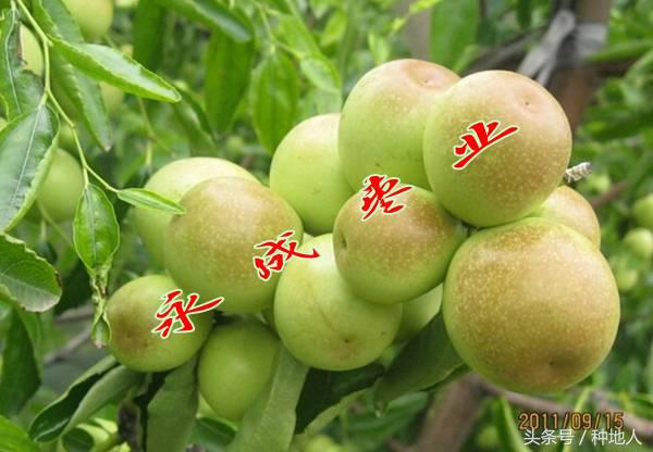 最甜枣树品种子弹头枣,什么枣树品种好吃又甜又大