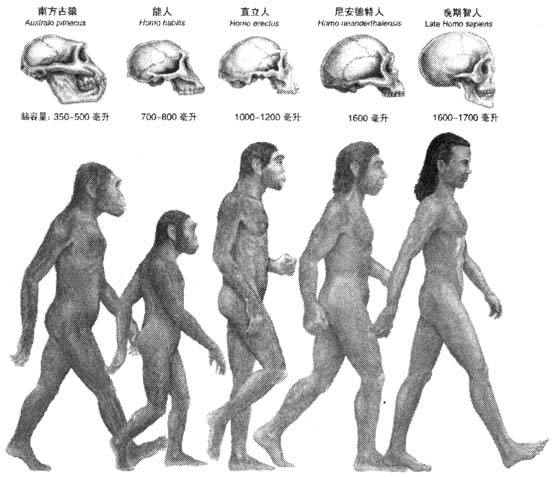 人类直立行走的奥秘,原始人走路