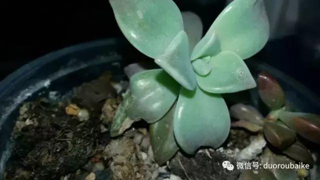 小心！这些坏蛋会吃多肉哦！