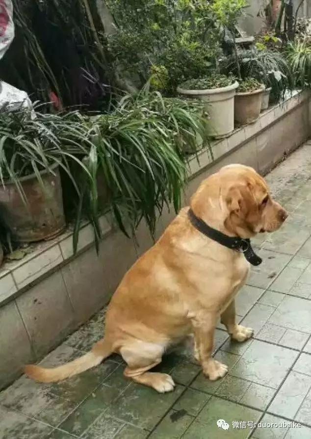 小心！这些坏蛋会吃多肉哦！