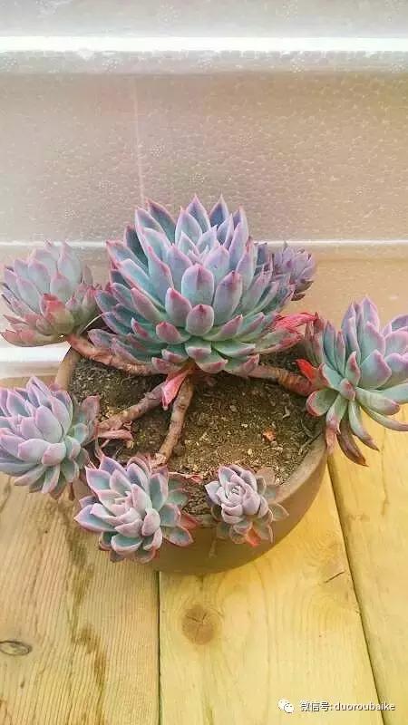 爱上多肉爱上生活,爱上多肉深似海