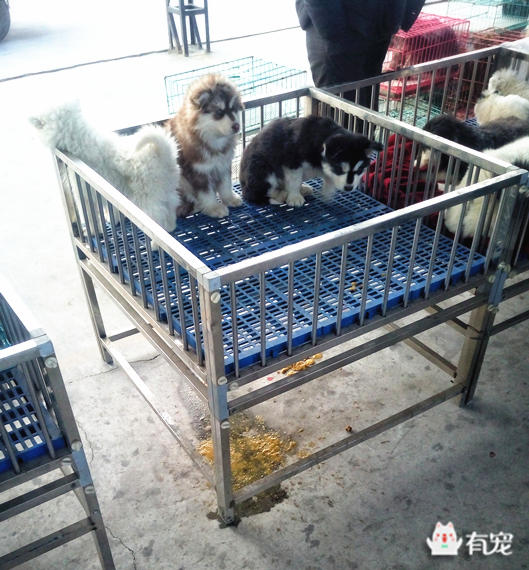 鐙楀競鎺㈣ (鎺㈣鐙楀競)