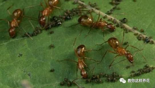 这几种虫子都不知道，怎么能养好花？