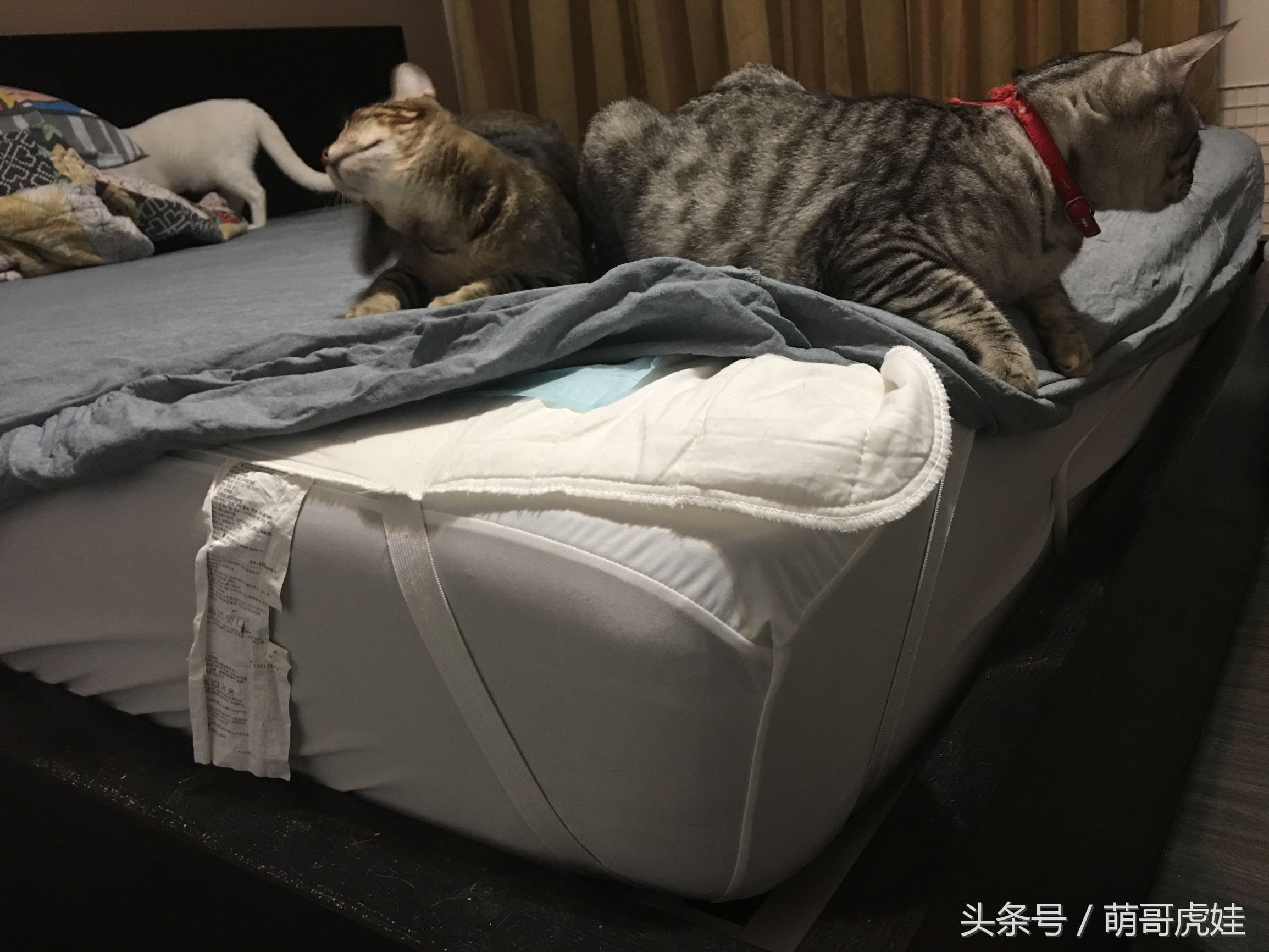 大家都是怎么防止猫尿床的,家有恶猫尿床