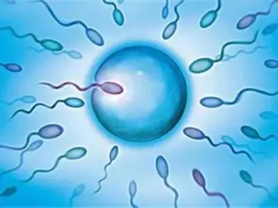 二胎催生计划,二胎催生主力军