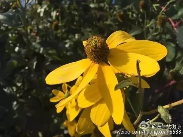 黄轩关心文咏珊,黄轩burberry