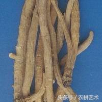 袖珍中草药彩色图谱,中草药图谱大全视频