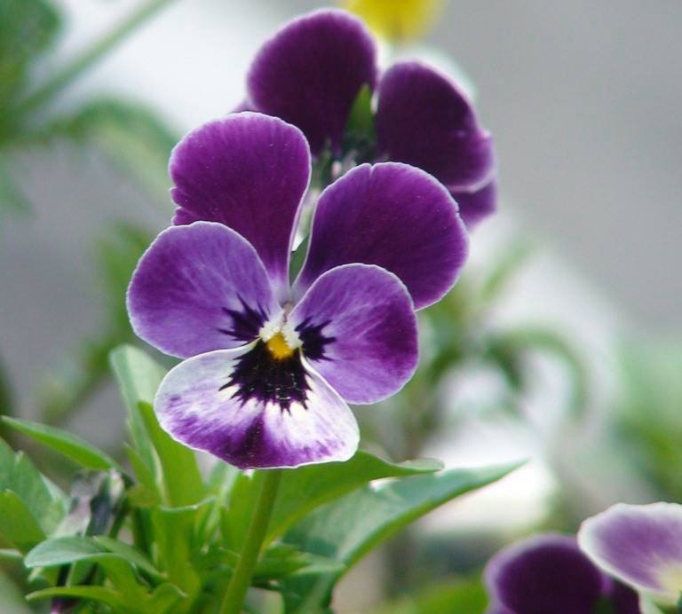 三色堇庭院图片,三色堇可食用盆栽