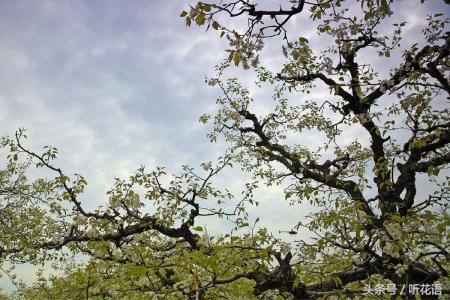 春天除了赏花还有什么景点,油菜花樱花去哪看