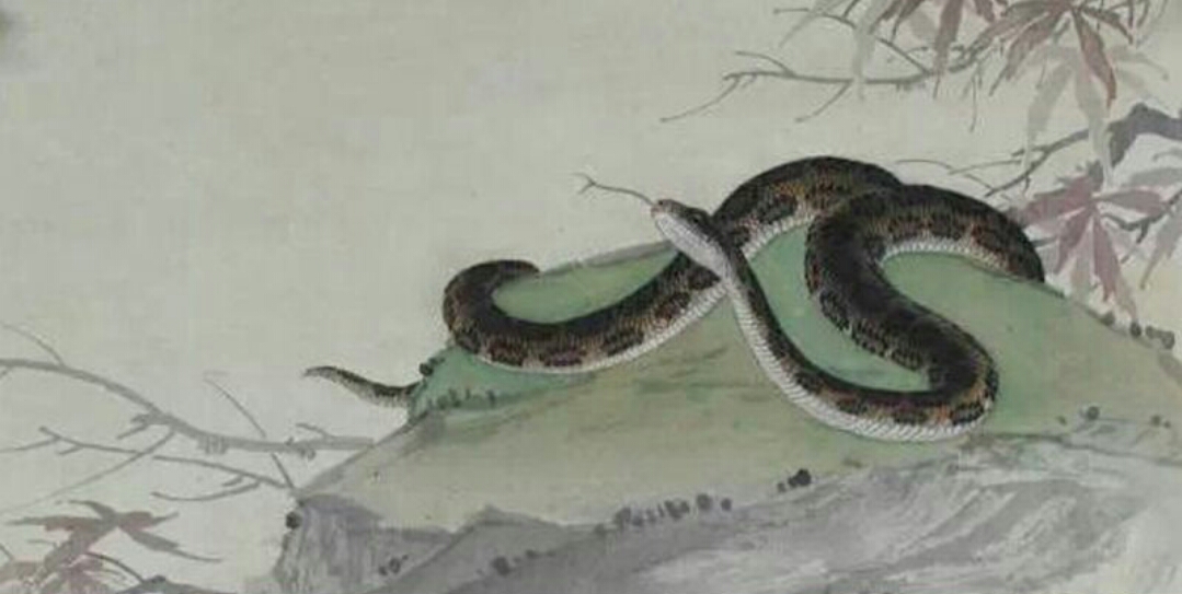 最全十二属相,十二属相都是什么属相